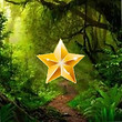 A star infront of a jungle signifying our shine in landscaping