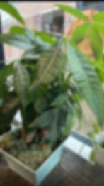 a close up of a Money tree in a coffee shop
