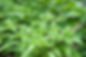3.-Waking-Up-Those-Garden-Beds-05-1310x872 (1).jpg