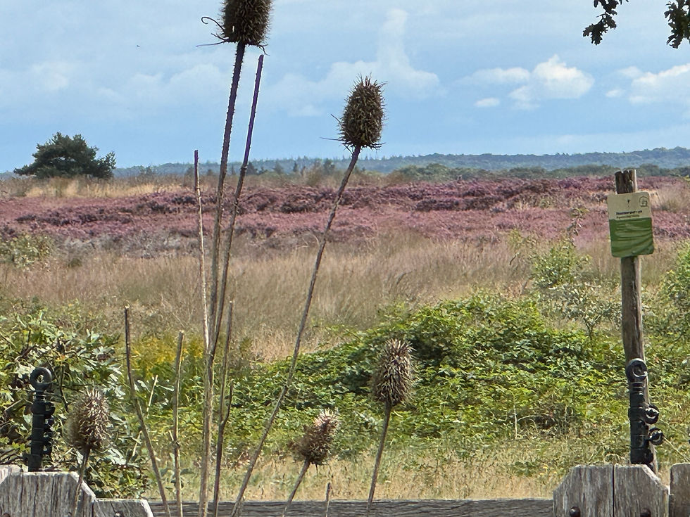nieuwe ideeƫn in de Veluwe