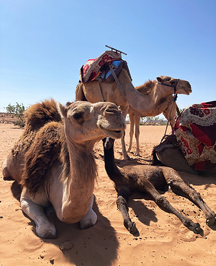 Camels in The Moroccan Sun.jpg