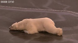 8 - Artificial Elimination - RUNNER UP.jpg