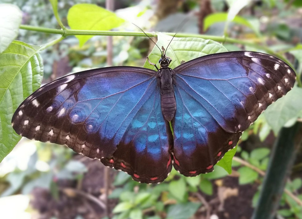 The Blue Morpho Butterfly. Photo courtesy of Stratford Butterfly Farm.