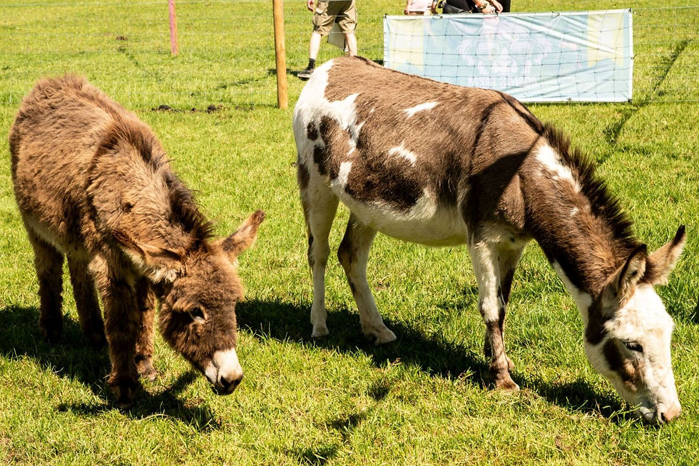 So many lovely animals to see.  Photo credit Rob Tysall Pro Photography.