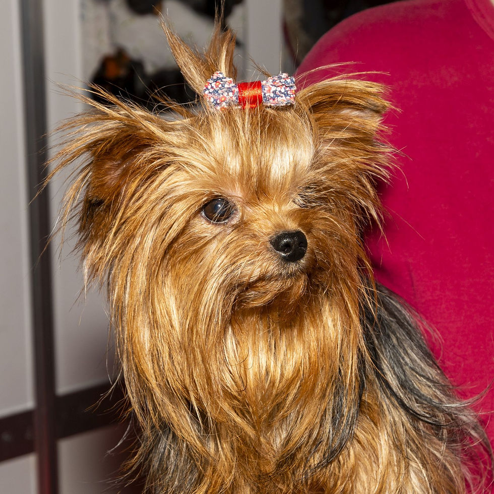 Yorkshire Terrier Doddy. Photo by Rob Tysall Pro Photography.