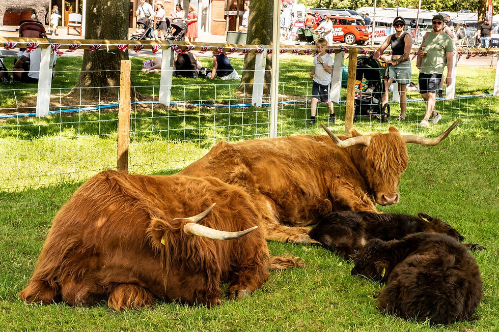 Highland Cattle. Photo credit Rob Tysall Pro Photography.
