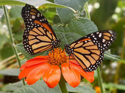 Discover the Monarch Butterfly's amazing migration