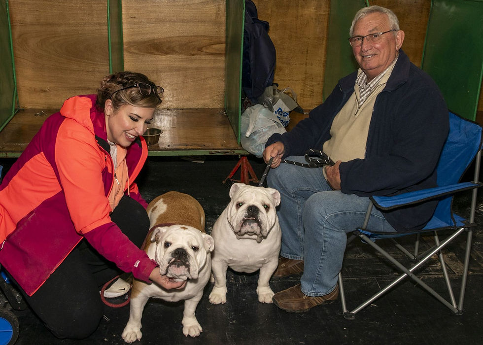 English Bulldogs Figgi and Spartacus. Photo by Rob Tysall Pro Photography.