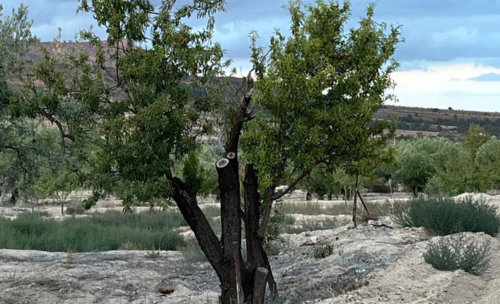 Plot with century-old olive trees in the Vélez-Blanco countryside
