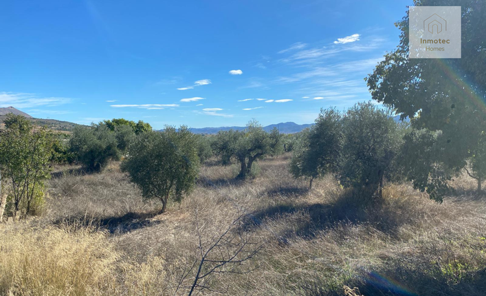 Traditional olive finca land for sale in the Vélez-Blanco area, Spain