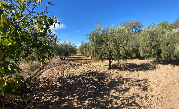 Olive grove on the rural property in Vélez-Rubio, part of the 5,299 m² .