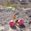 Thumbnail: SUMMER SWEETIES perfect pink