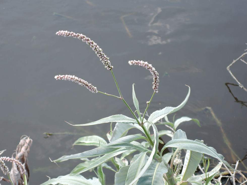 Persicaria senegalensis