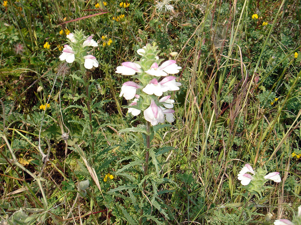 Bellardia trixago (2)