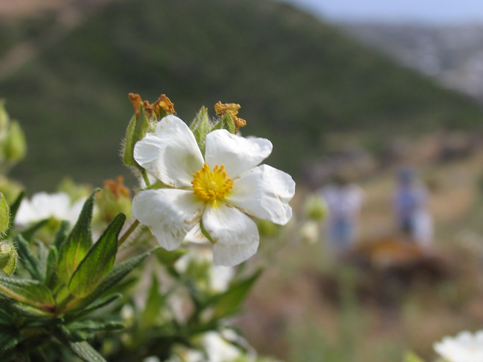Cistus monspeliensis