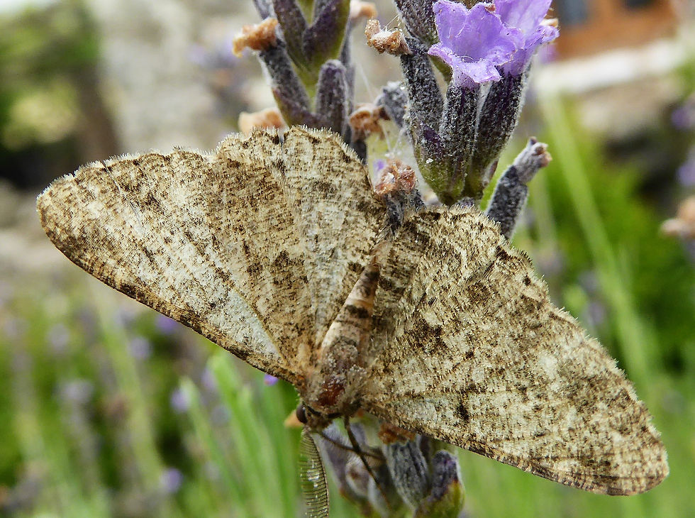 Peribatodes rhomboidaria (1)