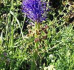 Muscari comosum (Leopoldia comosa)