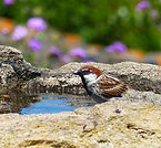 Passer domesticus