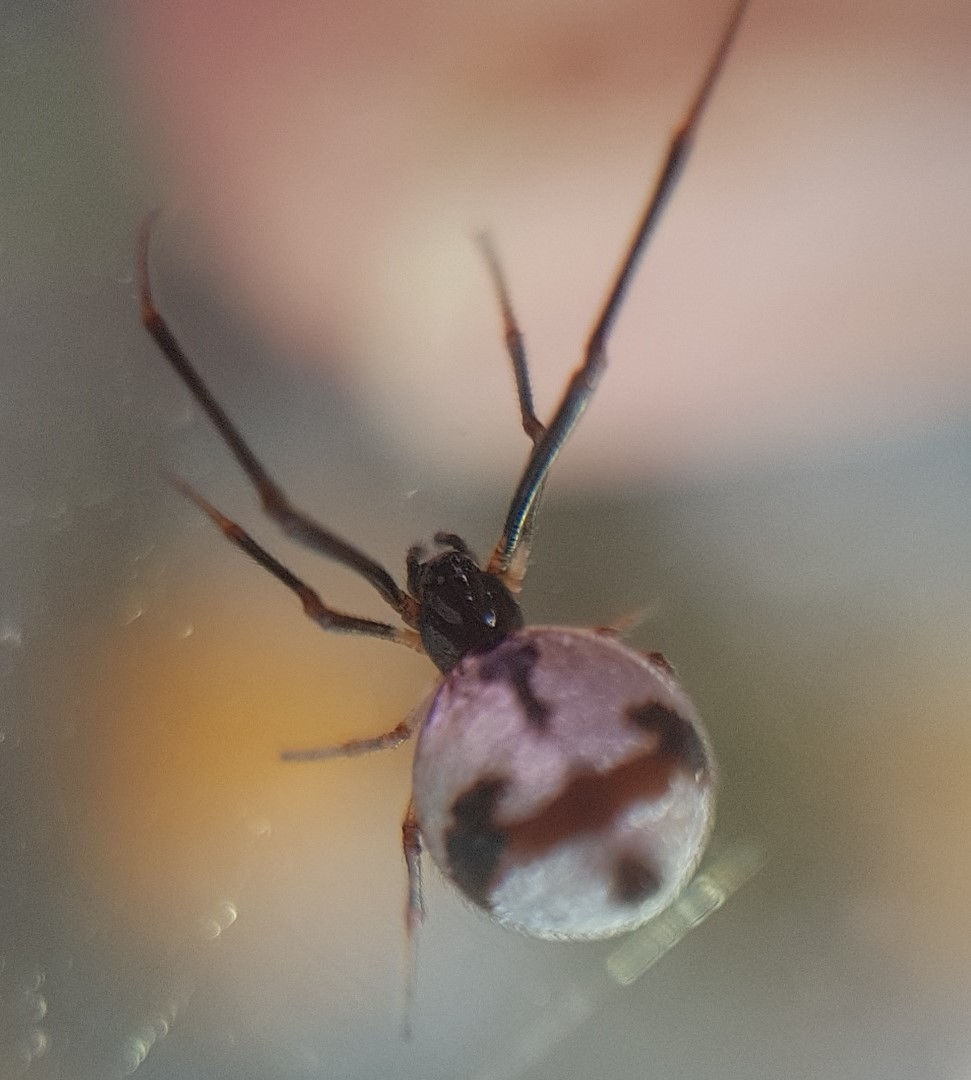 Argyrodes argyrodes