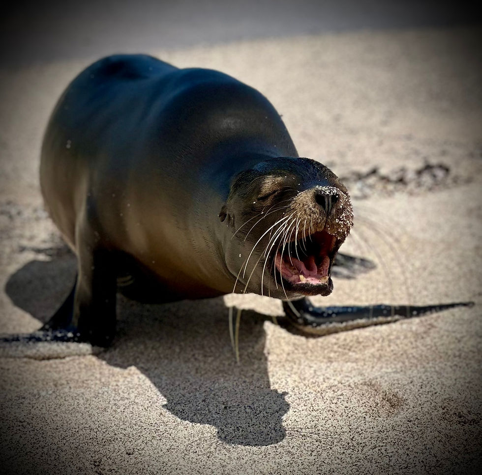 Sea Lion on San Cristobal