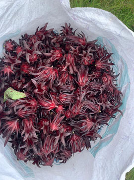 Roselle Outer Petals After Removing the Inner Fruit.jpg