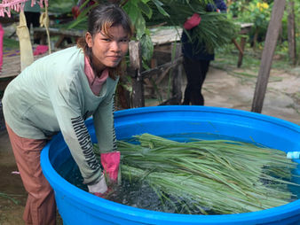 Cleaning the freshly cut lemomgrass.jpg