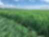 Organic Certified Lemongrass Field.jpg