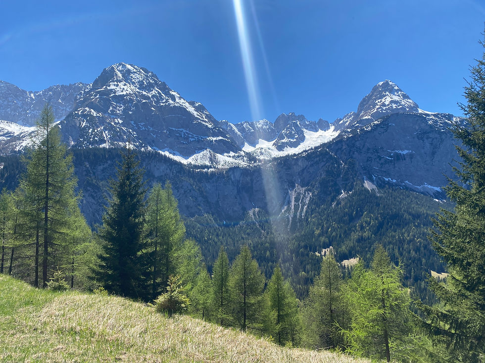 Beautiful mountain peaks above green pine forest under a bright blue sky.