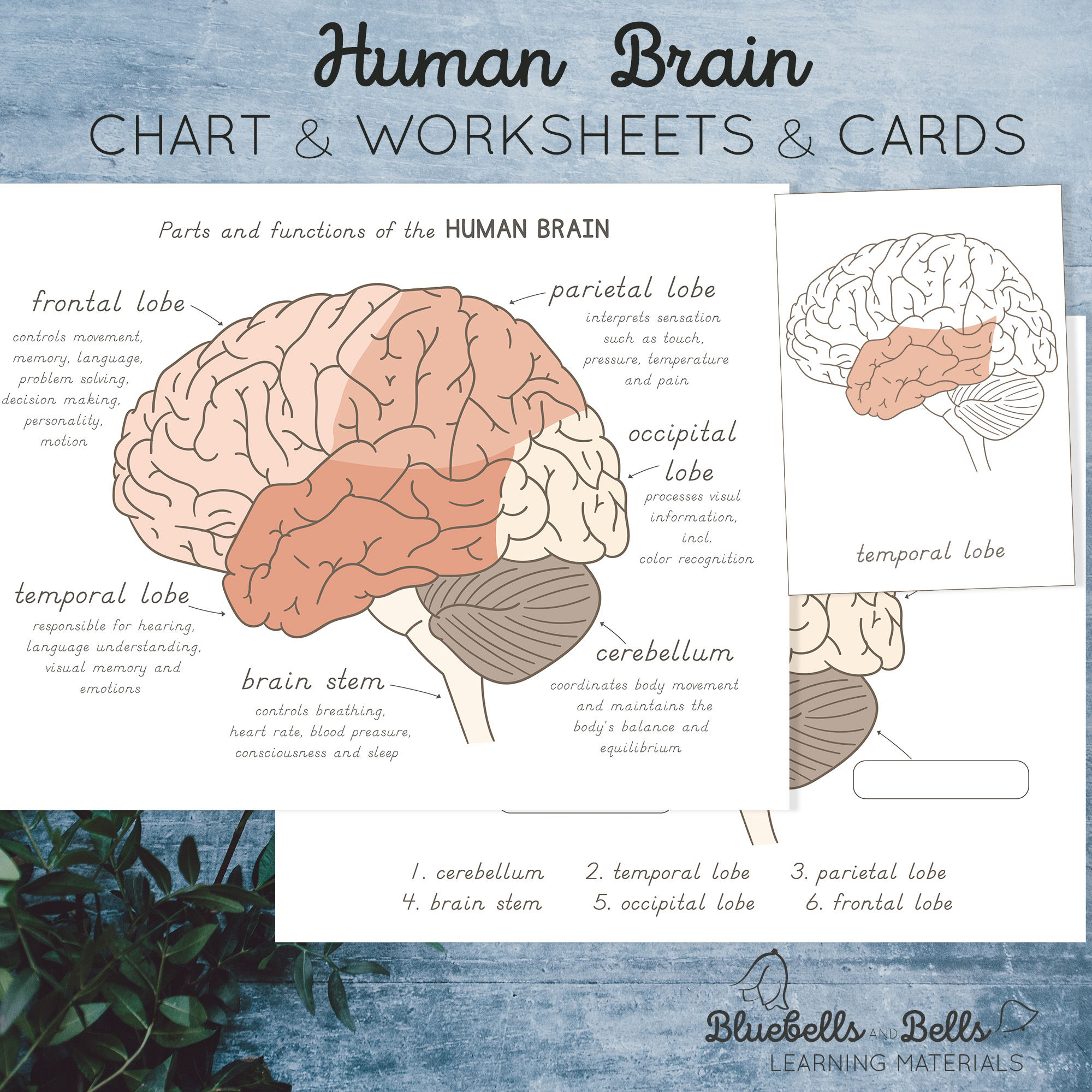 Human brain Parts and functions Poster, worksheets and printable flashcards