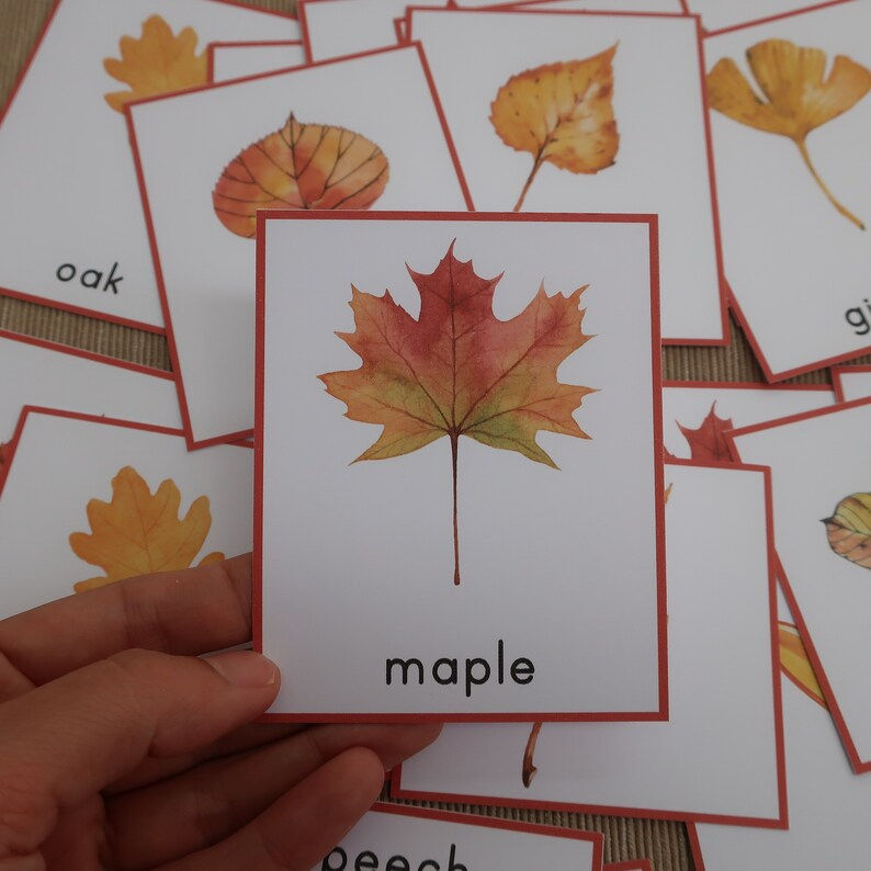 Thumbnail: Leaf Identification Montessori 3-part cards. Fall preschool printable.