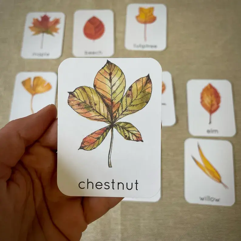 Thumbnail: Leaf Identification cards. Fall kids printable.
