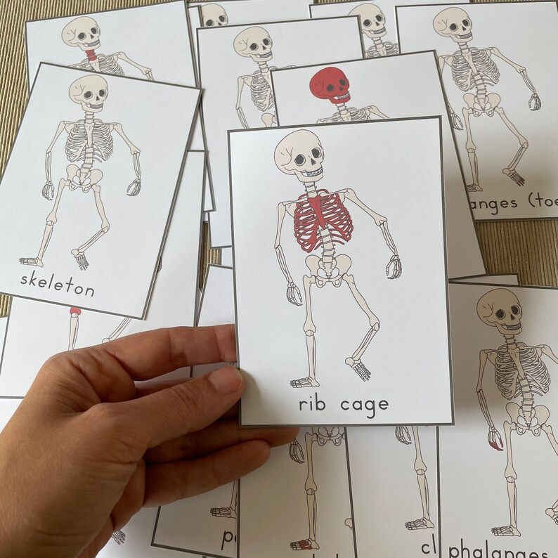Thumbnail: Human Skeleton cards, poster and worksheets