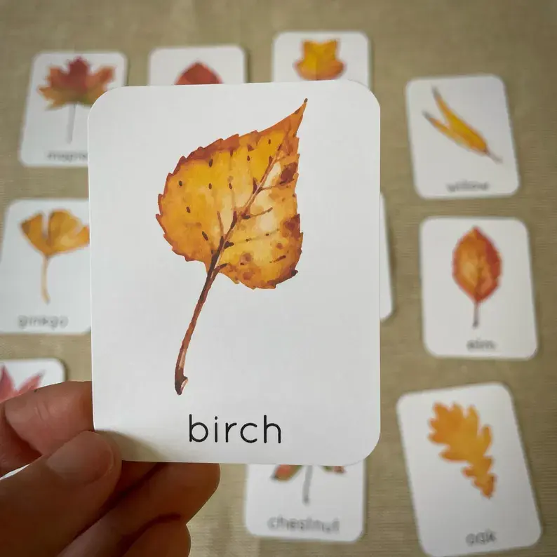 Thumbnail: Leaf Identification cards. Fall kids printable.
