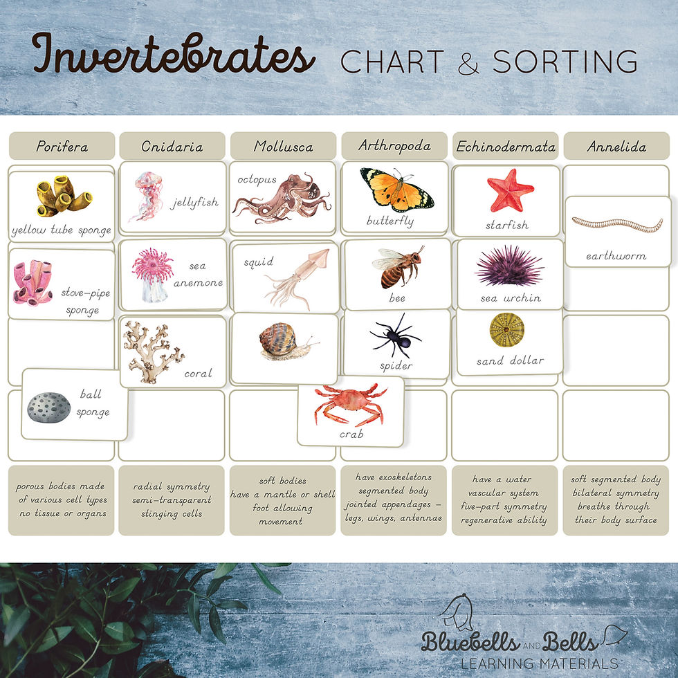 Classification of Animals Invertebrates Chart and Sorting worksheet