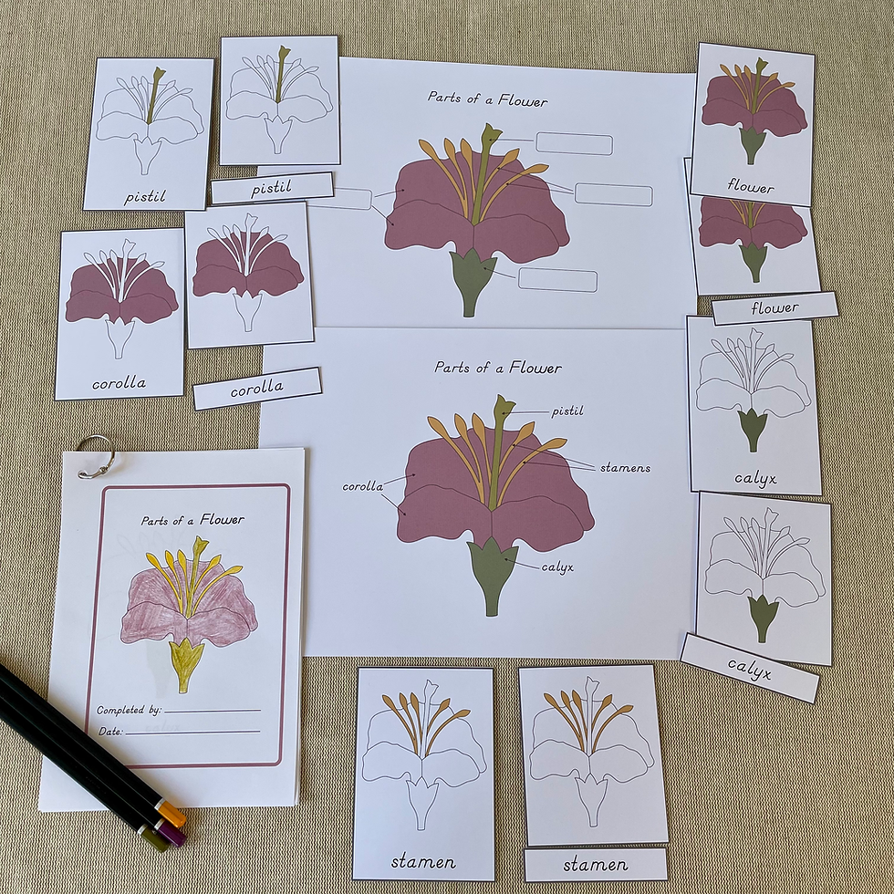 Thumbnail: Parts of a Flower Nomenclature cards, Montessori 3-part cards, Control chart