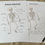 Thumbnail: Human Skeleton cards, poster and worksheets