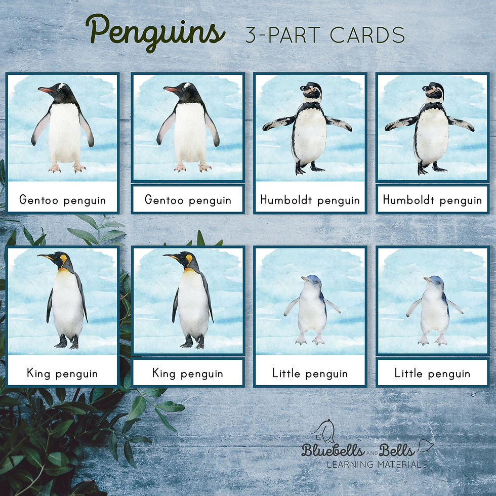 Thumbnail: Penguins Identification Montessori 3-part cards