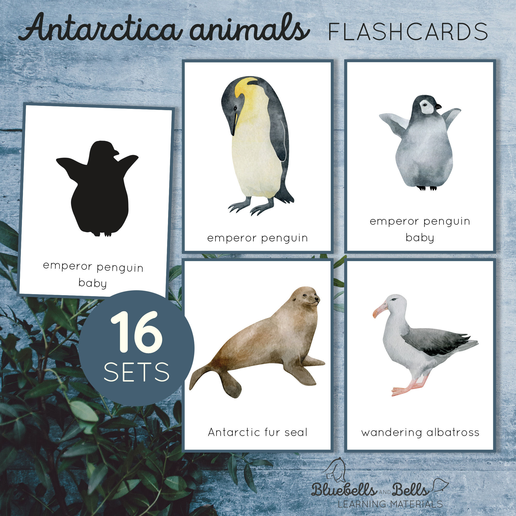 Animals of Antarctica printable Flashcards and Poster.