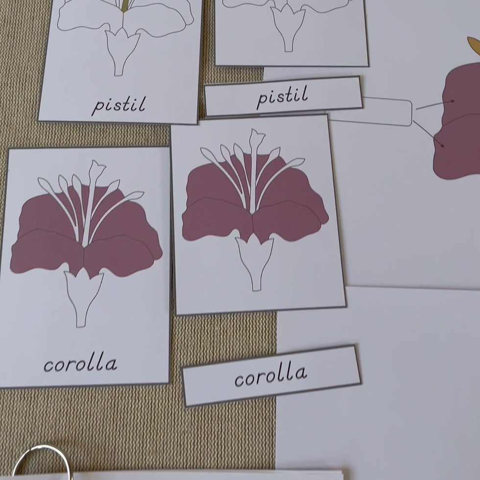 Parts of a Flower Nomenclature cards, Montessori 3-part cards, Control chart
