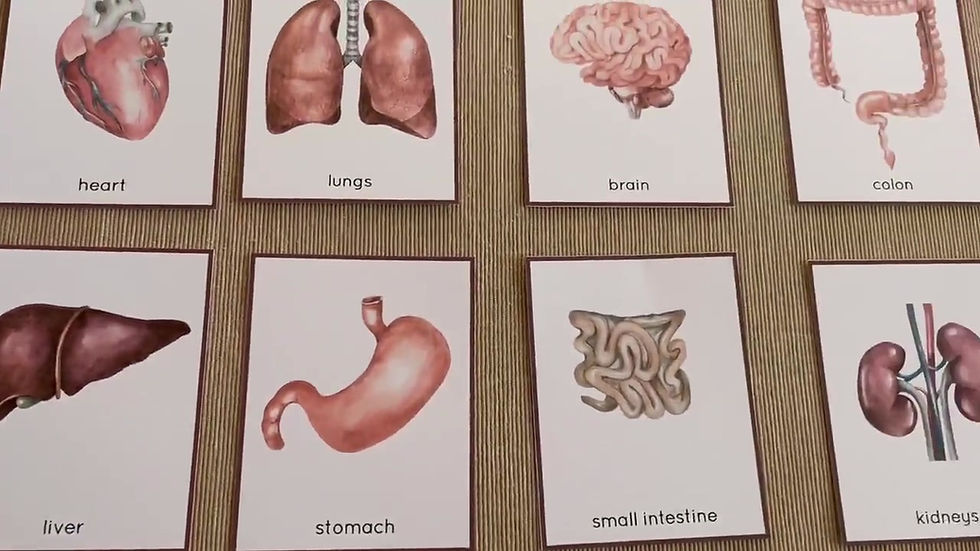 Thumbnail: Human body organs Cards