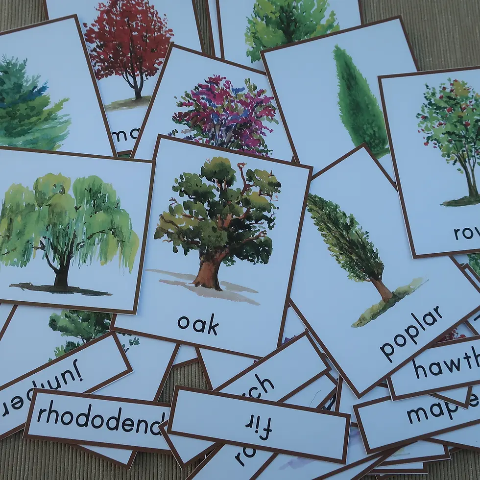 Thumbnail: Trees Montessori Three part cards printable