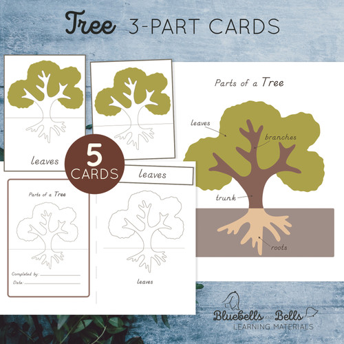 Parts of a Tree Nomenclature 3-part cards, Charts, Blackline master ...