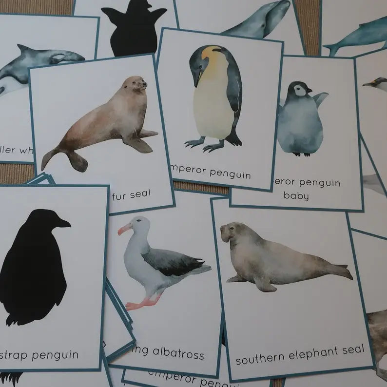 Thumbnail: Animals of Antarctica printable Flashcards and Poster.