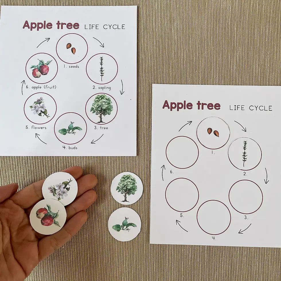 Thumbnail: Life Cycle Posters Cards and Matching activity