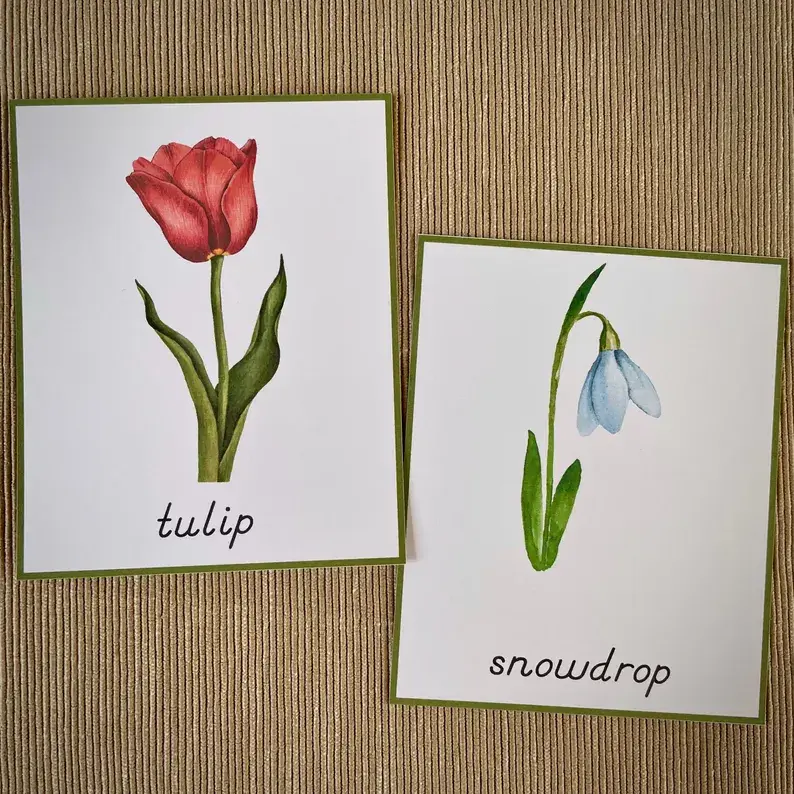 Thumbnail: Flowers Identification cards