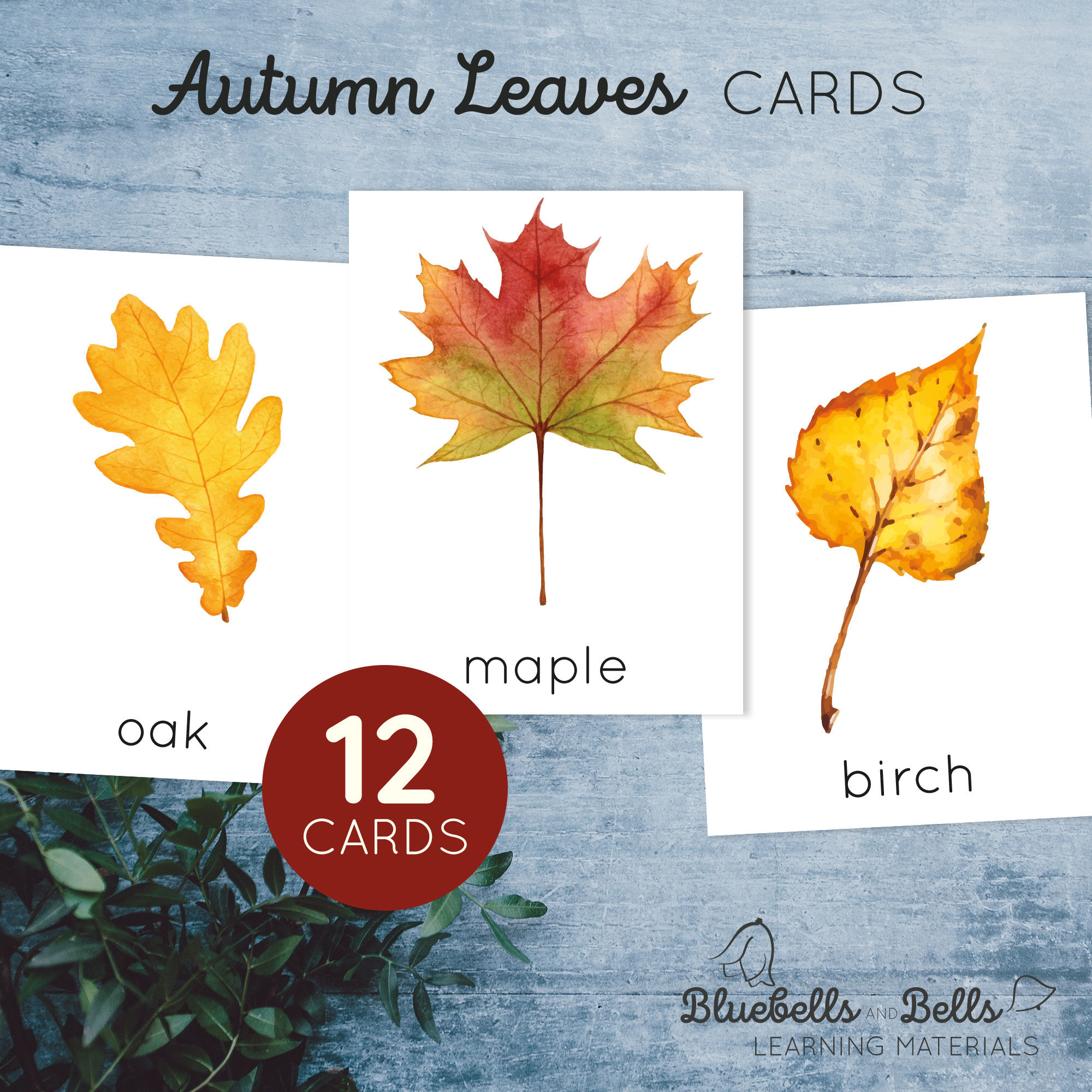 Leaf Identification cards. Fall kids printable.
