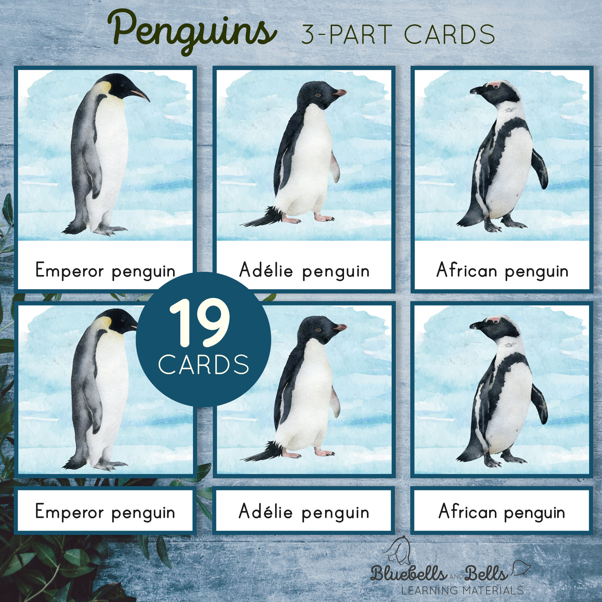 Penguins Identification Montessori 3-part cards