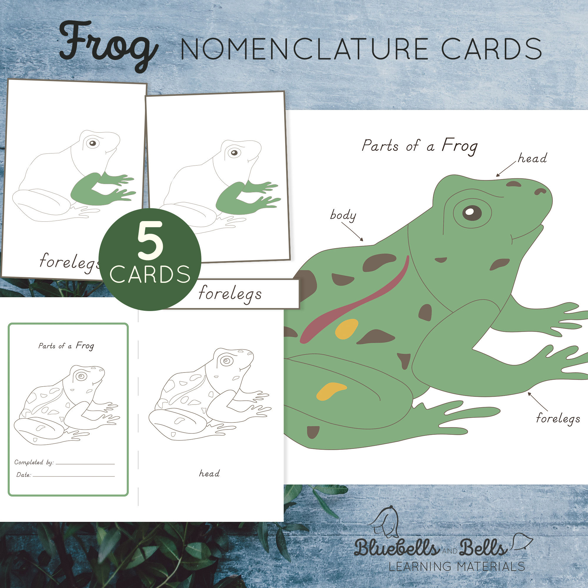 Parts of a Frog Nomenclature printable 3-part cards, charts, blackline master
