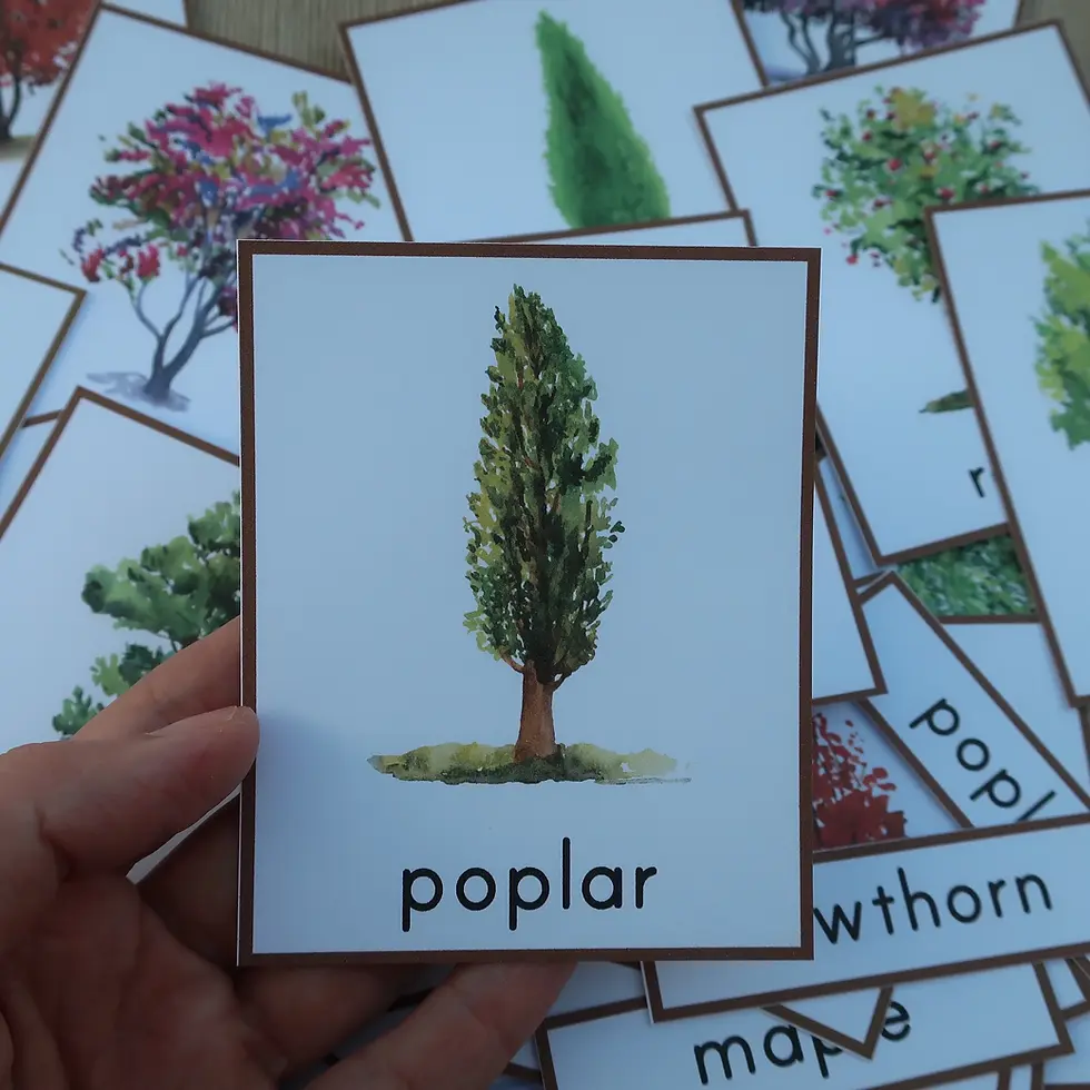 Thumbnail: Trees Montessori Three part cards printable