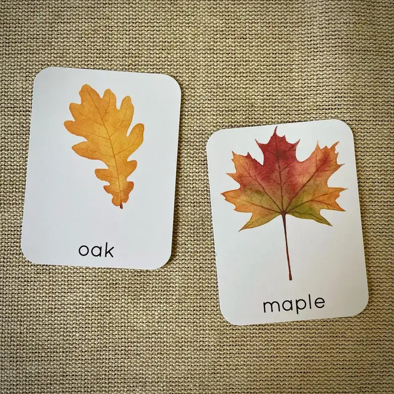 Thumbnail: Leaf Identification cards. Fall kids printable.